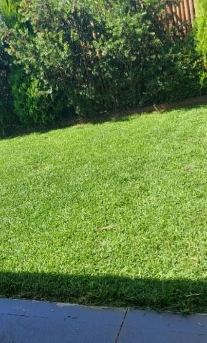 Freshly mown buffalo lawn meeting a concrete path in a clean line, with a hedge behind