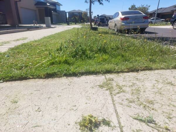 Overgrown nature strip with long grass and weeds beside a footpath, before mowing