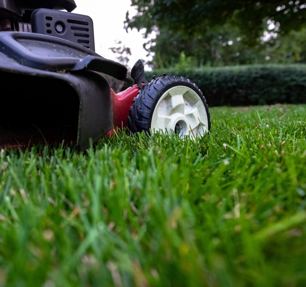 Ground-level view of a lawn mower’s front wheel rolling through freshly cut grass, a hedge behind