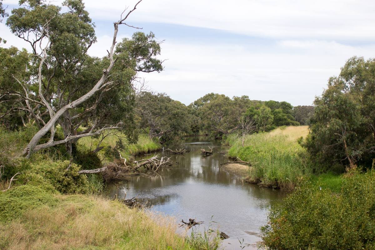 The Werribee River winding between river red gums and reeds at Werribee South
